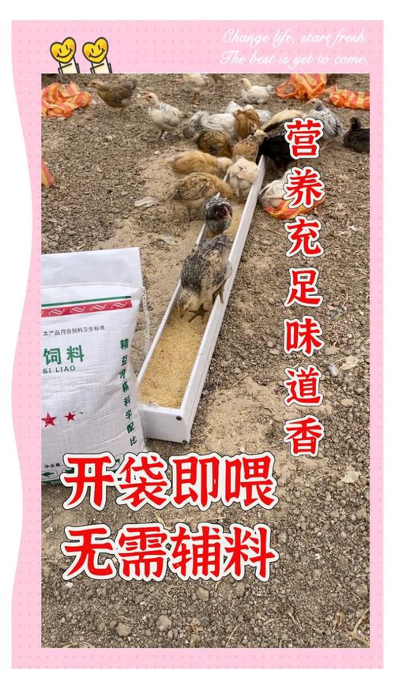 鸡饲料